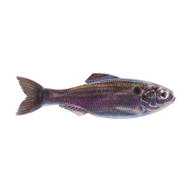 6th Sense Panorama 6.5" Live Threadfin